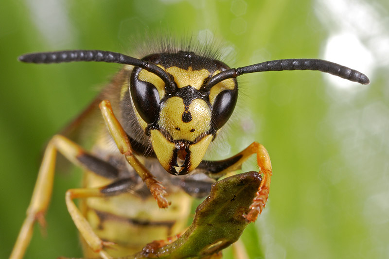 Nido di Vespula germanica